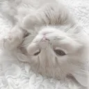 @chickennugget_156