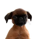 @henrythegrumpygriffon
