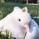 @franksweetheart