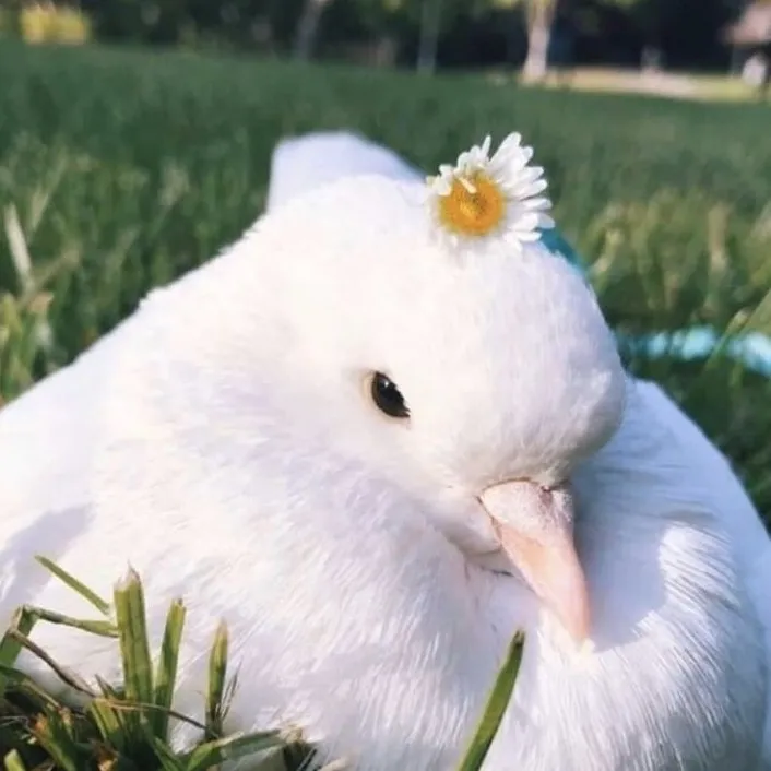 franksweetheart