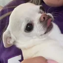 @paigearoonie12