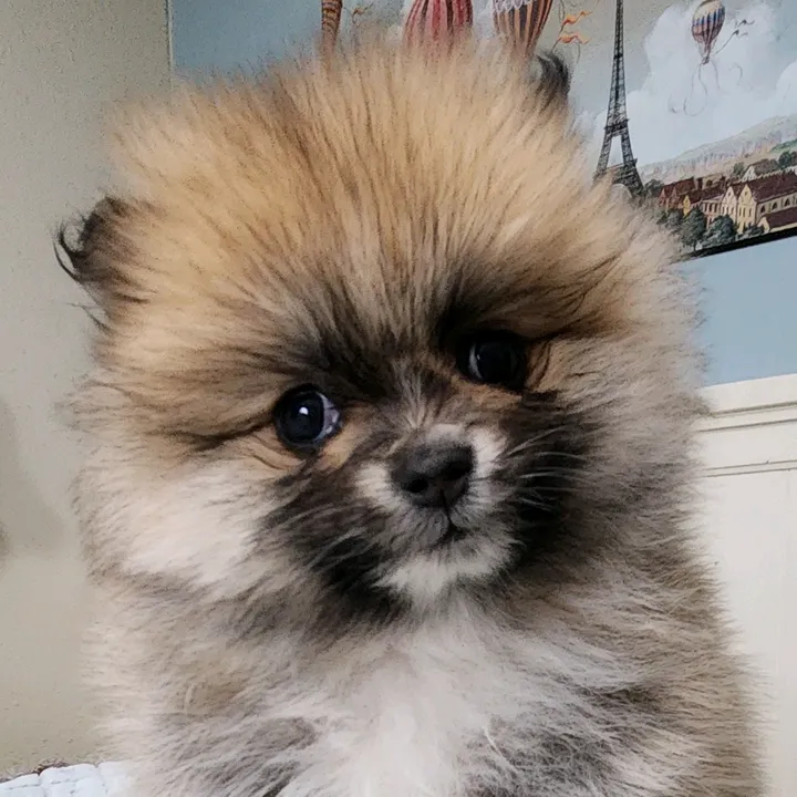 @pompupp