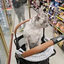 @dussethemerle
