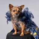 @miley_jo_the_chorkie