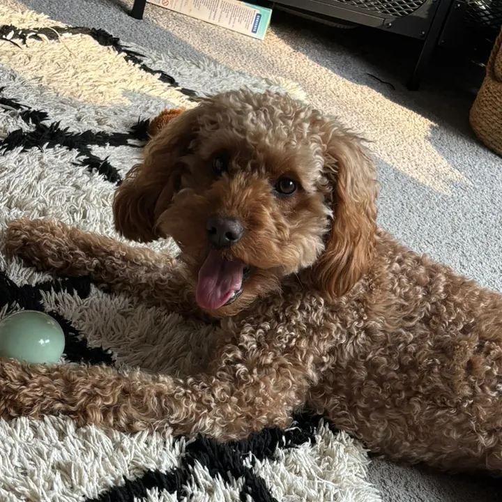 lifeof.cooper