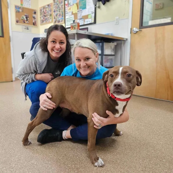 @2vettechs