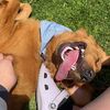 winston.goldenpup