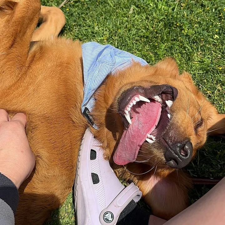winston.goldenpup