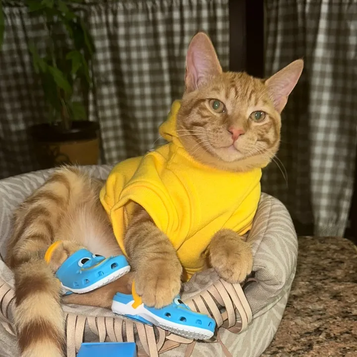 garfield.the.cat56