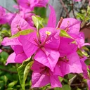@bougenfil99
