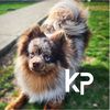 ketteringpomskies