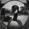 heavy.goose