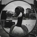 @heavy.goose