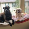 dudley_and_ollie