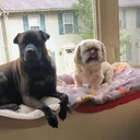 @dudley_and_ollie