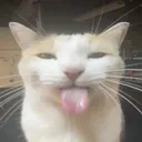 @theruffle
