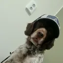 @diesel_working