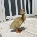 @duckin_around317