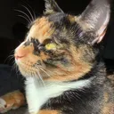 @mimi.is.a.kitty