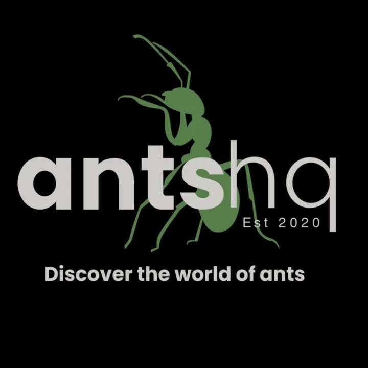 antshq