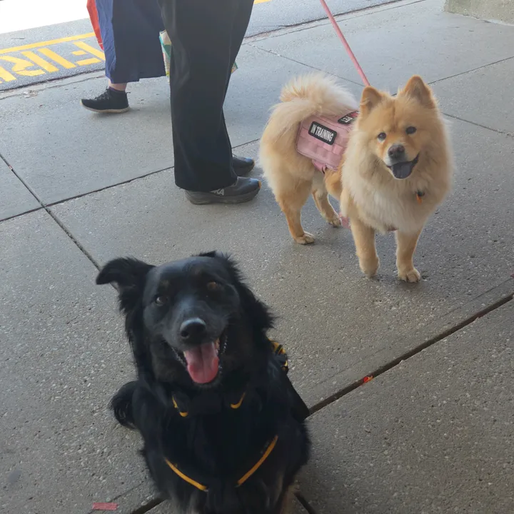 service_aussie_mix