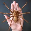 tarantulabox