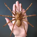 @tarantulabox