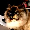 catwith05