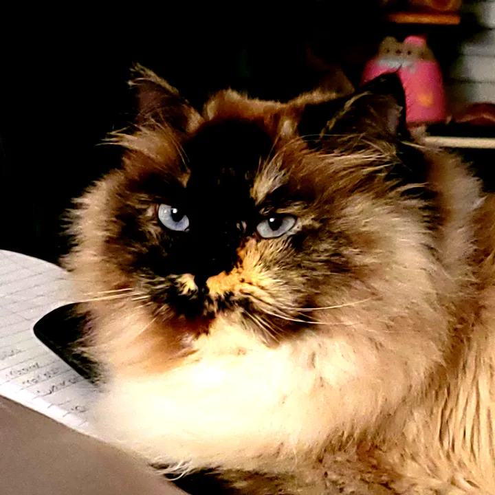 catwith05