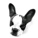 @odi_frenchie_