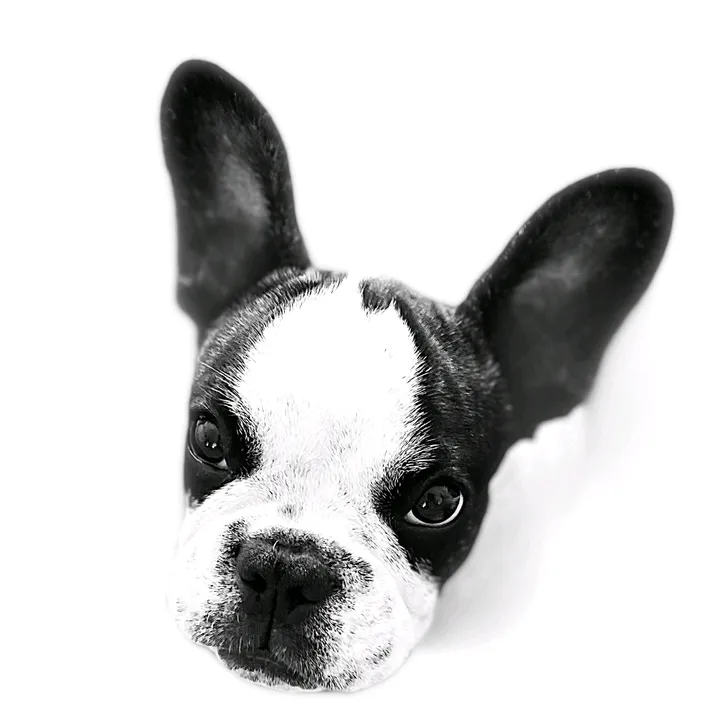 @odi_frenchie_