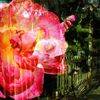 thegardenoir