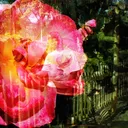 @thegardenoir