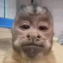 @tuchanguito_sv