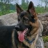 reeconsardog