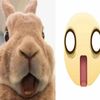 .bunnies83