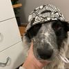rockiethebestdog