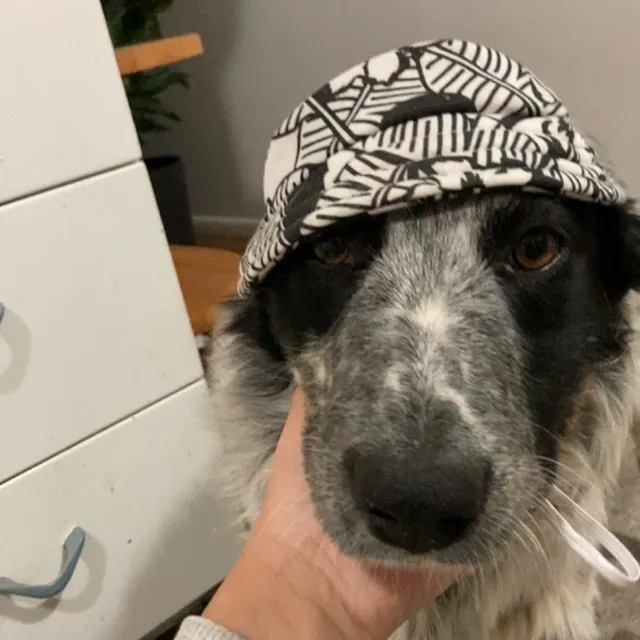 rockiethebestdog