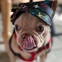 @peanut.the.french