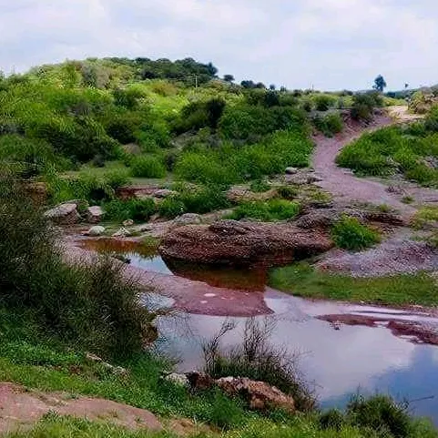 golu8089