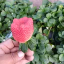 @ernestina5459