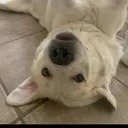 @_whatwouldplutodo