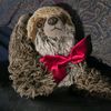 sidthesaucysloth