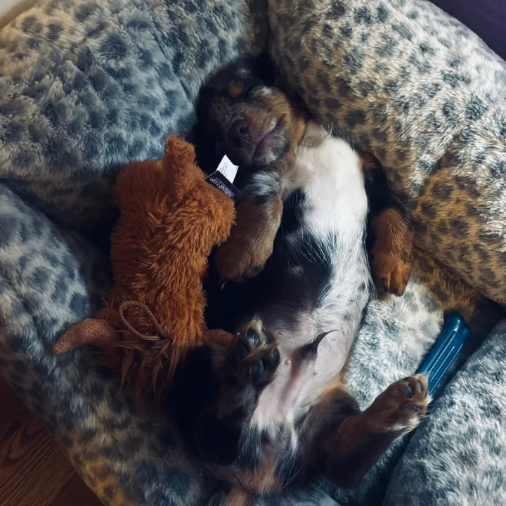 finnegan.the.dachshund