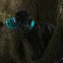 @jess.the.agility.cocker