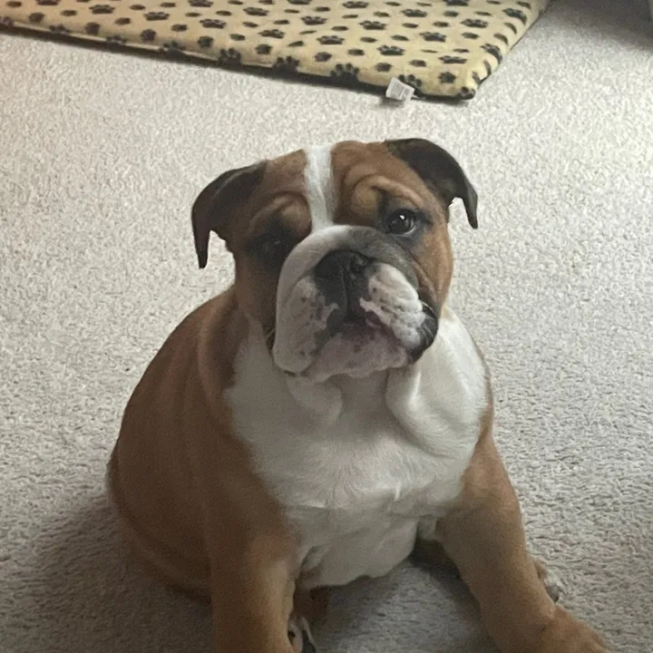 betsy_bulldog22