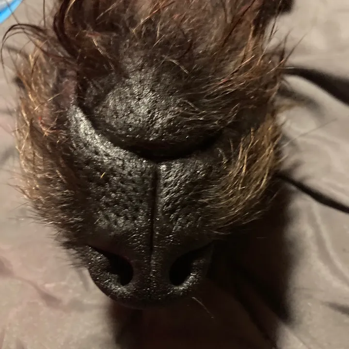 dutchersboo