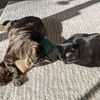 greeneyedkitties