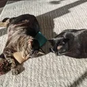 @greeneyedkitties