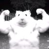 testo_hamster